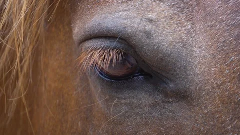 Close up of horse head eye Stock Footage 254944113