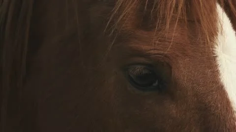 Close-up of horse head Stock Footage 10832992