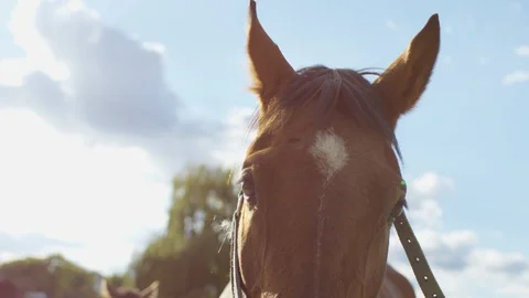 Close up of a horse head Stock Footage 86768735