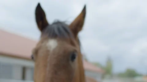 Close up of a horse head Stock Footage 86834562