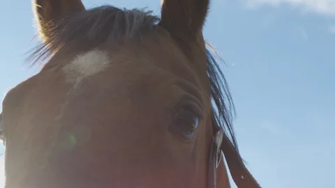 Close up of a horse head Video stock 86834991