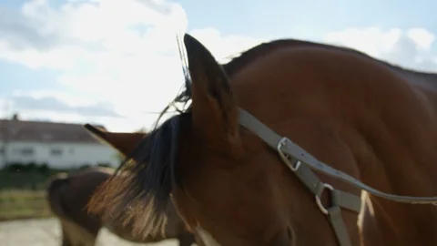 Close up of a horse head Stock Footage 86835021