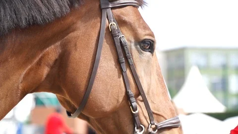 Close Up Horse Head Stock Footage 127450318