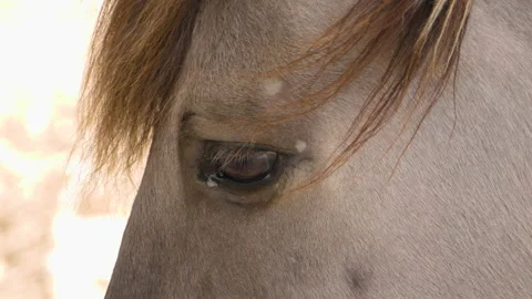 Close up of horse head Stock Footage 131993477