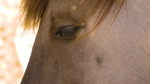  Close up of horse head Video stock 142968905
