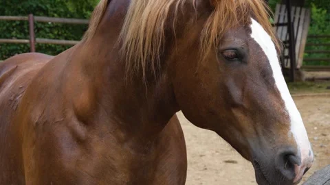 Close up of horse head Stock Footage 254930927