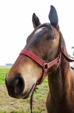 Close up of a horse head front side Stock Photos
