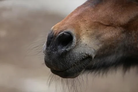 A close up of a horse head Stock Photos