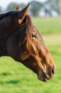 Close-up of a horse head with shallow depth of field in a countryside landsca Stock Photos