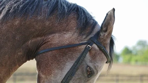 Close up of horse head at slow motion Vídeos de archivo 83055313