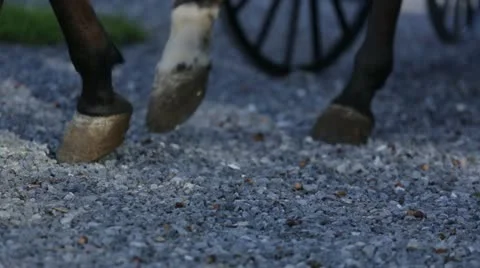 Close up horse hooves 動画素材 21783533