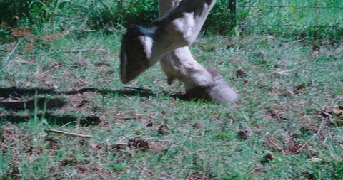 Close up of horse hooves on grass at equestrian ranch Stock Footage 86261953