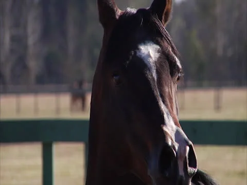 Close Up of Horse Looking Away from Camera 2 Video stock 24256388