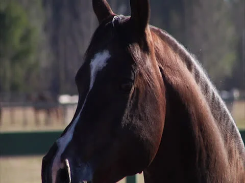 Close Up of Horse Looking Away from Camera Stock Footage 24256412