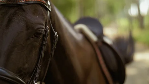 Close up of a horse looking into frame Stock Footage 102508152