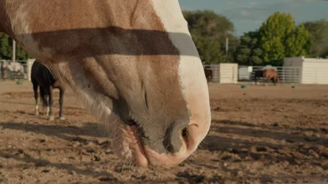 Close Up of Horse Muzzle in Corral With Horse in Blurred Background Video stock 342291120