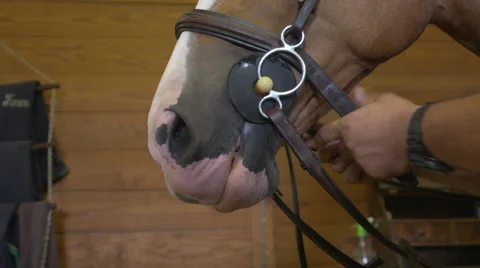 Close Up Horse Muzzle Stock Footage 67391582