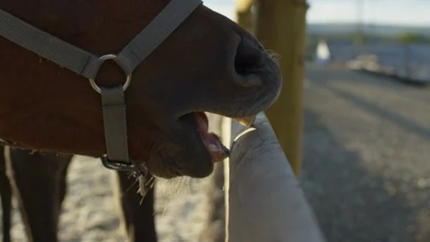 Close up of a horse muzzle Stock Footage 86768899