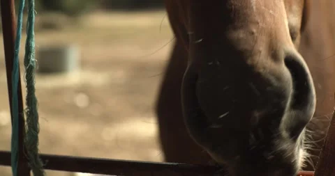 Close Up Of Horse Muzzle Licking Metal Fence At Ranch 動画素材 345686548