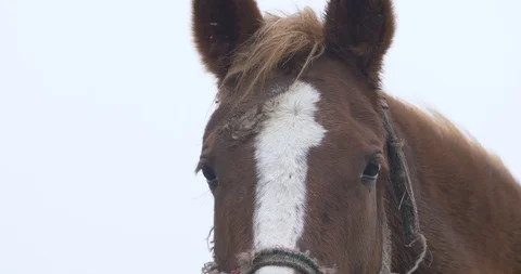 Close-up of horse muzzle with mud on forehead Stock Footage 104905747