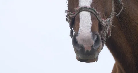 Close-up of horse muzzle in old bridle Video stock 104906547