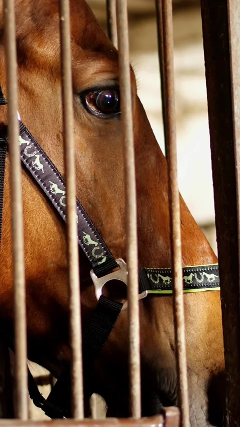 Close-up, horse muzzle with smart, big black eyes, in the stable. a brown young Stock Footage 316890219