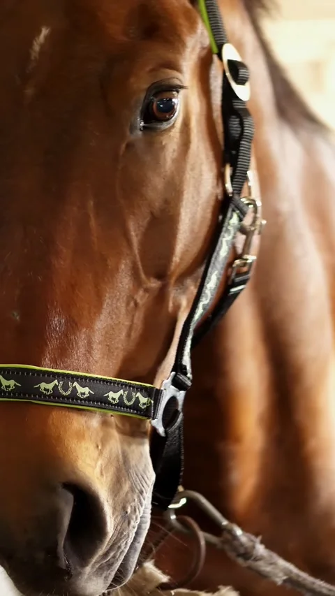 Close-up, horse muzzle with smart, big black eyes, in the stable. a brown young Stock-Footage 317167313