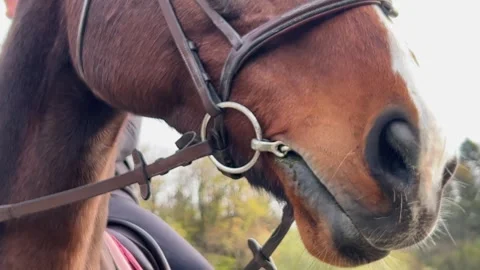 Close-up of horse nostrils and snout with bridle and jockey Видео 279431253