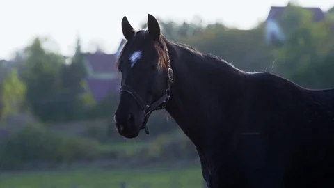A close up of a horse in a paddock Stock Footage 88488371
