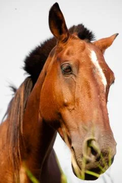 Close-up of a horse Foto stock