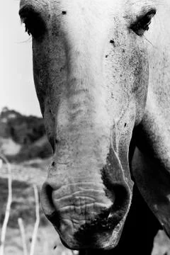 Close-up of a horse Stock Photos