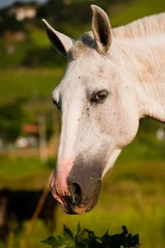 Close-up of a horse Foto stock