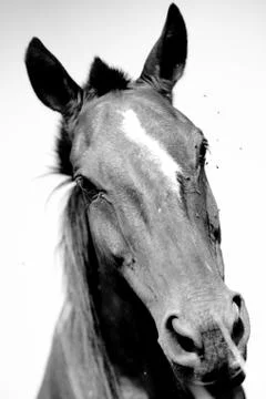 Close-up of a horse Stock Photos