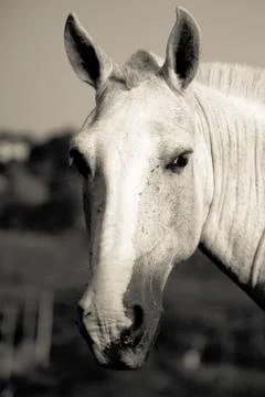 Close-up of a horse Stock Photos