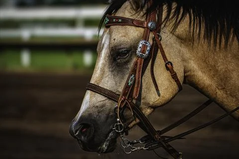A close up of a horse Stock Photos