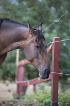 Close-up horse Stock Photos