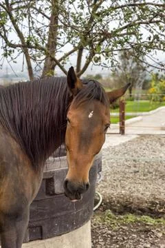 Close-up horse Stock Photos