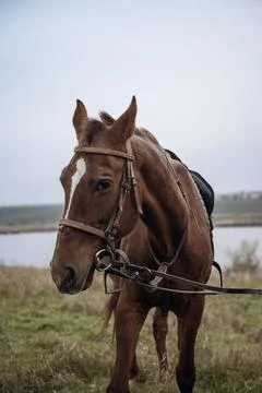 A close up of a horse Stock Photos