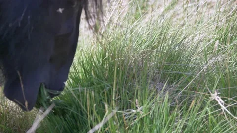 Close up of Horse Pony Ruminant grazing on grass with teeth Vídeo Stock 149270341