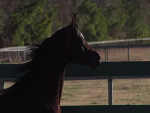 Close Up of Horse Running in Slow-Motion Video stock 24256468