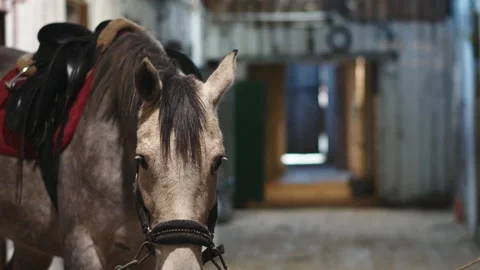 Close-up of a horse in a stable corridor Видео 187101417