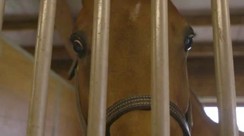 Close Up of Horse in Stable Stock Footage 67391634