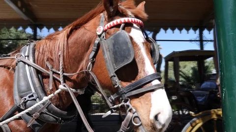 Close up of a horse into a stable Stock Footage 90309545