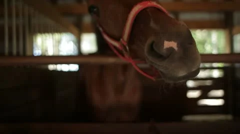 Close Up of Horse in Stall Stock Footage 21750603