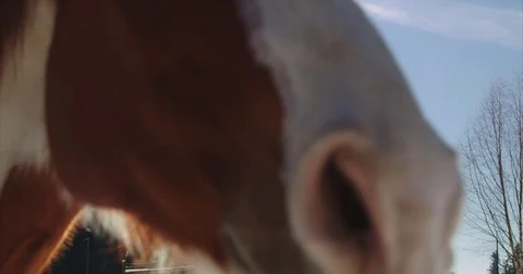 Close up of horse with sun behind Stock Footage 71749894