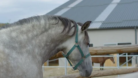 Close up of a horse walking Stock Footage 86767459