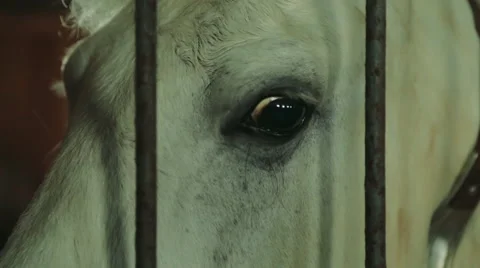Close up of a horse's blinking eye and long eyelashes. Stock Footage 68638090