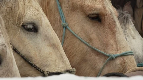Close up of horses in a corral Stock Footage 100524438