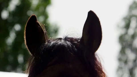 Close up of a horse's ears Stock Footage 76904635