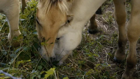 Close up of horses eating fresh grass in countryside pasture during day Vídeos de archivo 329197853